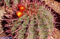 Ferocactus stainesii v. pringlei