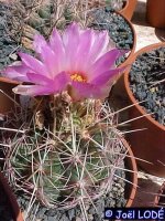 Thelocactus bicolor v. tricolor