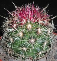 Thelocactus bicolor v. tricolor