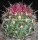 Thelocactus bicolor v. tricolor