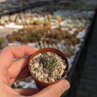 Mammillaria compacticaulis