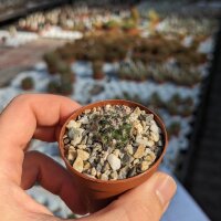 Mammillaria compacticaulis