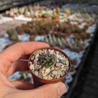Mammillaria compacticaulis