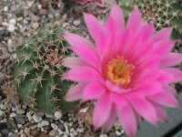 Echinocereus pulchellus L 1084 Aguascalientes,...