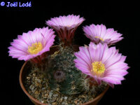 Echinocereus pulchellus L 1084 Aguascalientes, Aguascalientes, Mexico, 1800 m