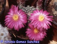 Echinocereus pulchellus L 1084 Aguascalientes, Aguascalientes, Mexico, 1800 m