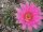 Echinocereus pulchellus L 1084 Aguascalientes, Aguascalientes, Mexico, 1800 m