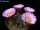 Echinocereus pulchellus L 1084 Aguascalientes, Aguascalientes, Mexico, 1800 m