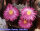 Echinocereus pulchellus L 1084 Aguascalientes, Aguascalientes, Mexico, 1800 m