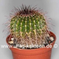 Notocactus nigrispinus