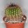 Notocactus nigrispinus