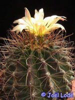 Hamatocactus hamatacanthus nördl. Rodeo, Durango, Mx