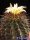 Hamatocactus hamatacanthus nördl. Rodeo, Durango, Mx