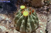Ferocactus pottsii La Bufa, Chihuahua, Mx.