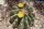 Ferocactus pottsii La Bufa, Chihuahua, Mx.