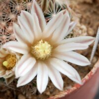 Mammillaria coahuilensis v. albiarmata