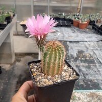 Echinocereus reichenbachii
