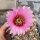 Echinocereus reichenbachii