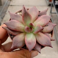 Echeveria agavoides cv. Red Leaf