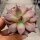 Echeveria agavoides cv. Red Leaf