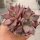 Echeveria agavoides cv. Red Leaf