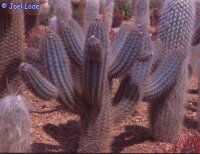 Pilosocereus gounellii v. zehntneri