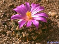 Ariocarpus kotschoubeyanus nördl. dr. Arroyo, Mx