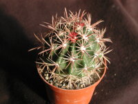 Ferocactus fordii Colonia Emiliano Zapata II, Baja...