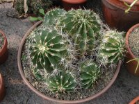 Ferocactus viridescens Ensenada, Baja California, Mx.