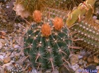 Ferocactus gatesii Bahia de los Angeles