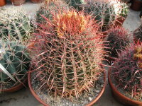 Ferocactus gracilis Santa Ines, Baja California, Mx.