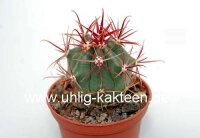 Ferocactus gracilis Santa Ines, Baja California, Mx.