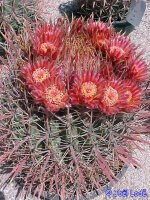 Ferocactus gracilis Santa Ines, Baja California, Mx.