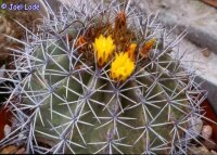Ferocactus lindsayi Uruapan, Mich.