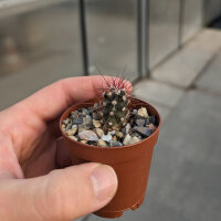 Ferocactus peninsulae ssp. viscainensis HK 646