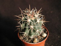 Ferocactus santa-maria L 1554 San Carlos Bay, Baja...