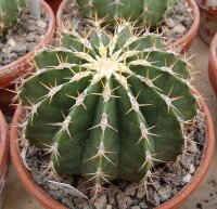 Ferocactus schwarzii Cerro Colorado, Sinaloa, mx.