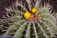 Ferocactus schwarzii Cerro Colorado, Sinaloa, mx.