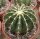 Ferocactus schwarzii Cerro Colorado, Sinaloa, mx.