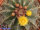 Ferocactus schwarzii Cerro Colorado, Sinaloa, mx.