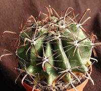 Ferocactus townsendianus