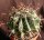 Ferocactus townsendianus