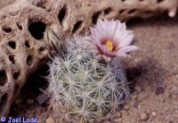 Mammillaria tetrancistra Arizona, USA