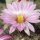 Mammillaria tetrancistra Arizona, USA