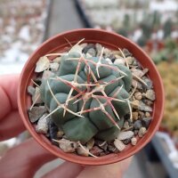Thelocactus heterochromus