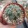 Thelocactus heterochromus