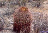 Ferocactus x lecontei (Born 453) x acanthodes