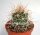 Ferocactus x lecontei (Born 453) x acanthodes