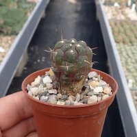 Weingartia fidaiana ssp. amerhauseri VoS 1969 Paichu...