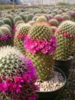 Mammillaria spinosissima cv. albispina